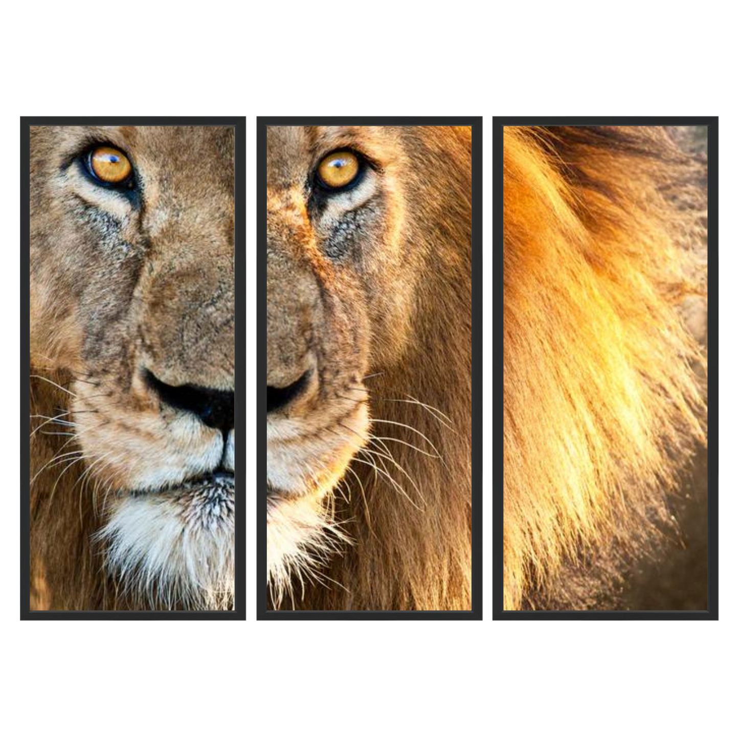 Sun kissed Male Lion Triptych