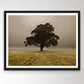 Single Tree in mist and fog