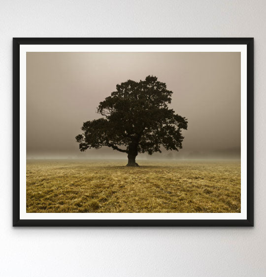 Single Tree in mist and fog
