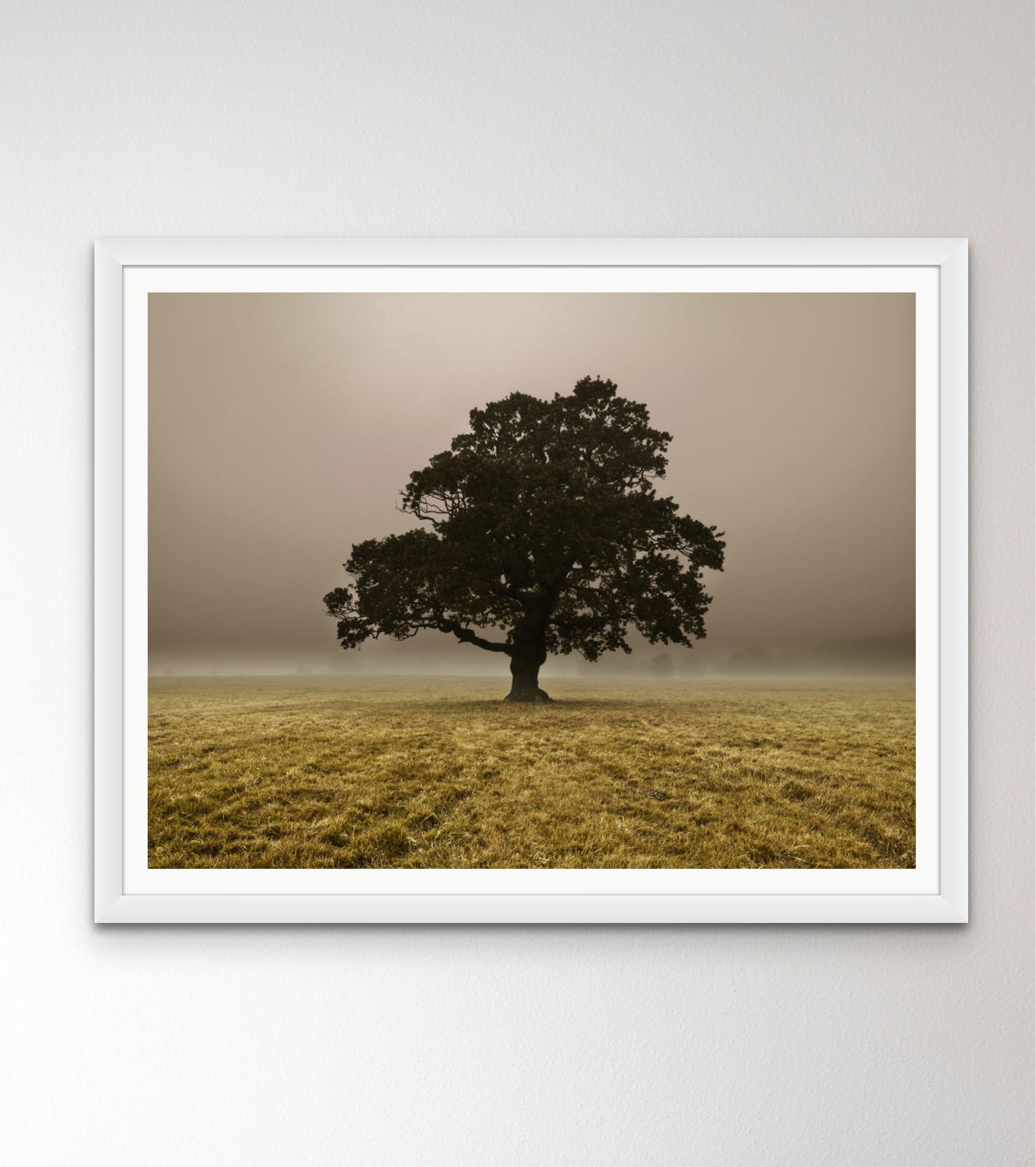 Single Tree in mist and fog