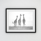 Giraffes in the  Mara plains