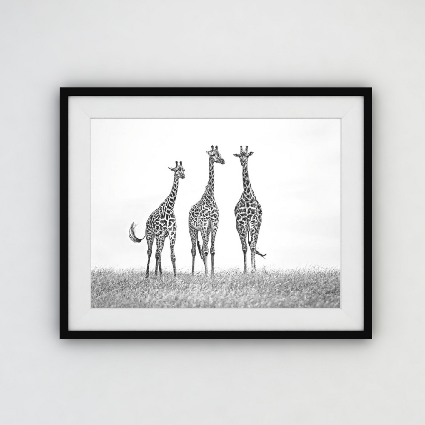 Giraffes in the  Mara plains