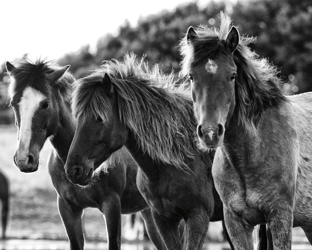 Horses Three Crop