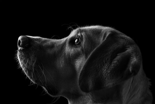Labrador Dog, Black and White