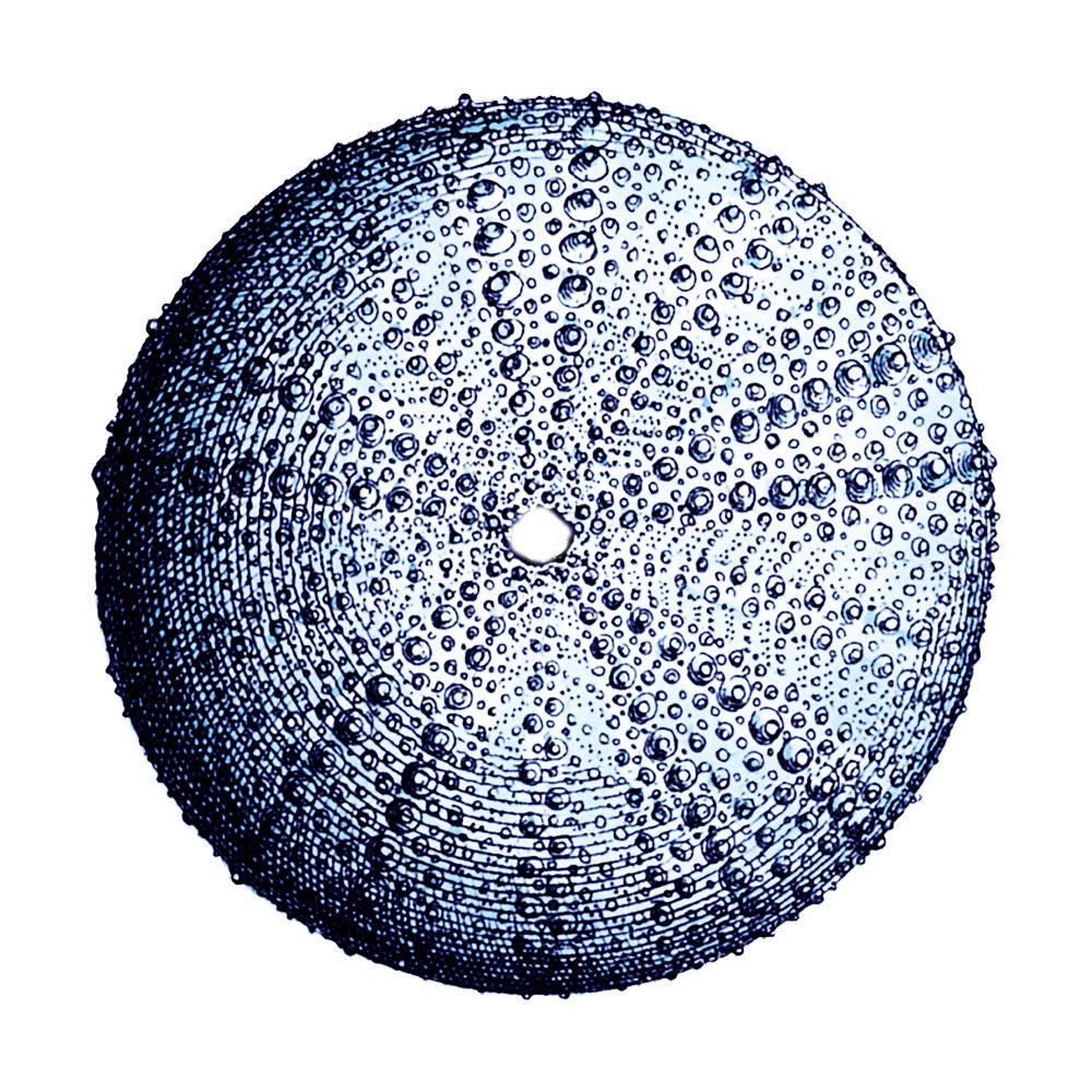 Urchin Shell 4