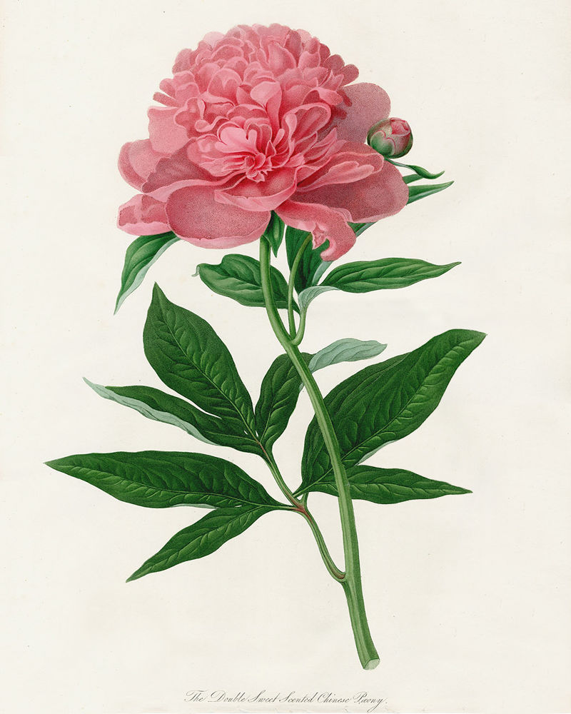 Botanical 3