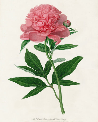 Botanical 3