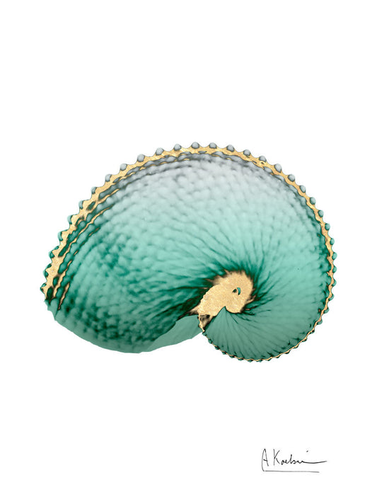 Shimmering Argonaut