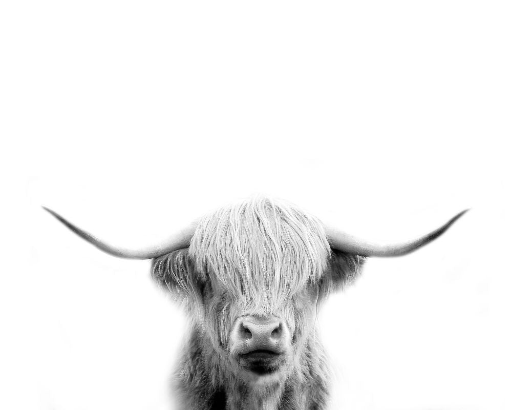 Scottish Cow