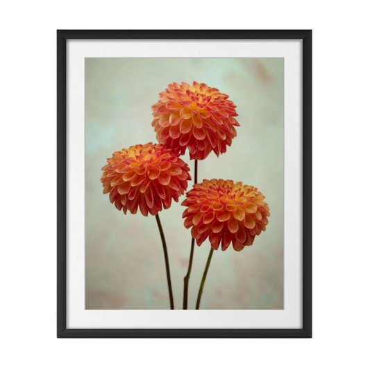 Three Dahlia flowers on colored background