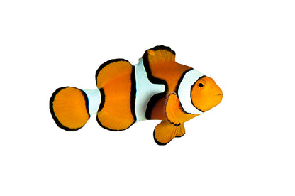 Clown fish