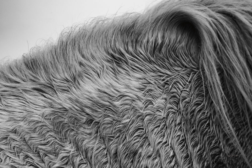 Horse Hair