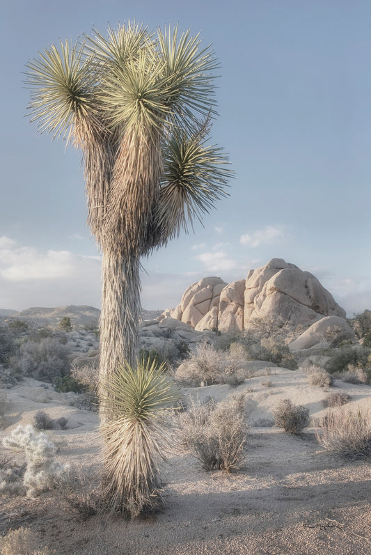 Joshua Tree National Park I