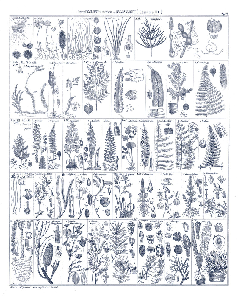 Fern Chart on White Navy
