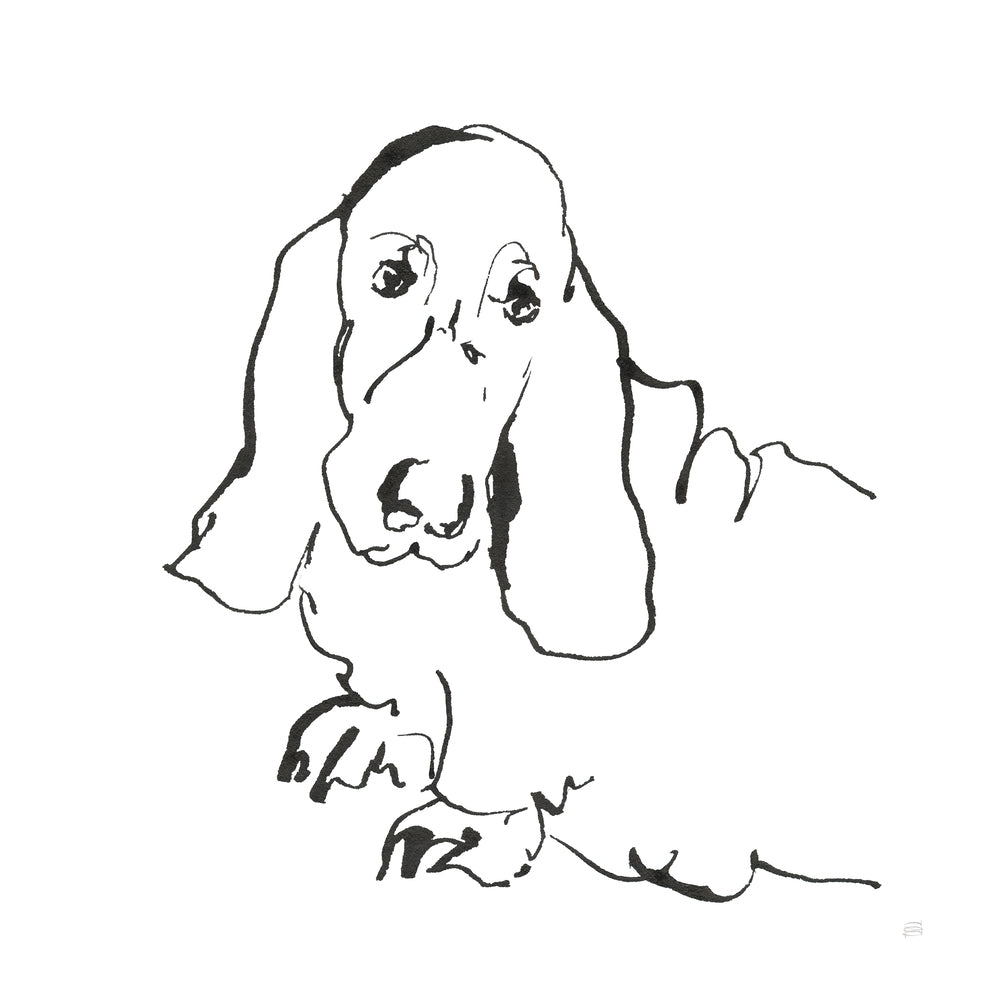 Line Dog Basset Hound
