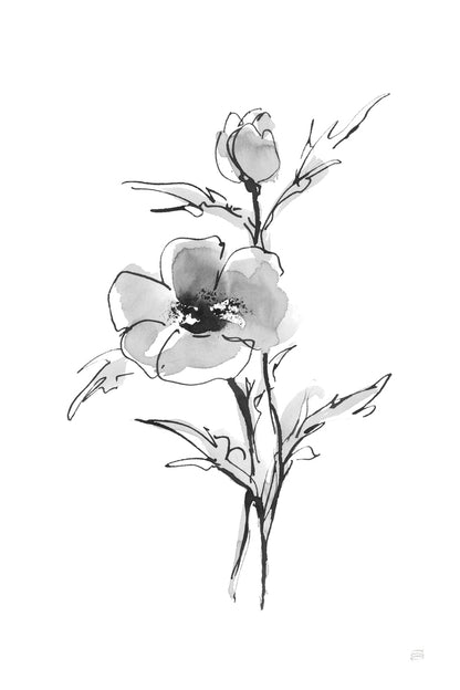 Wash Anemone I