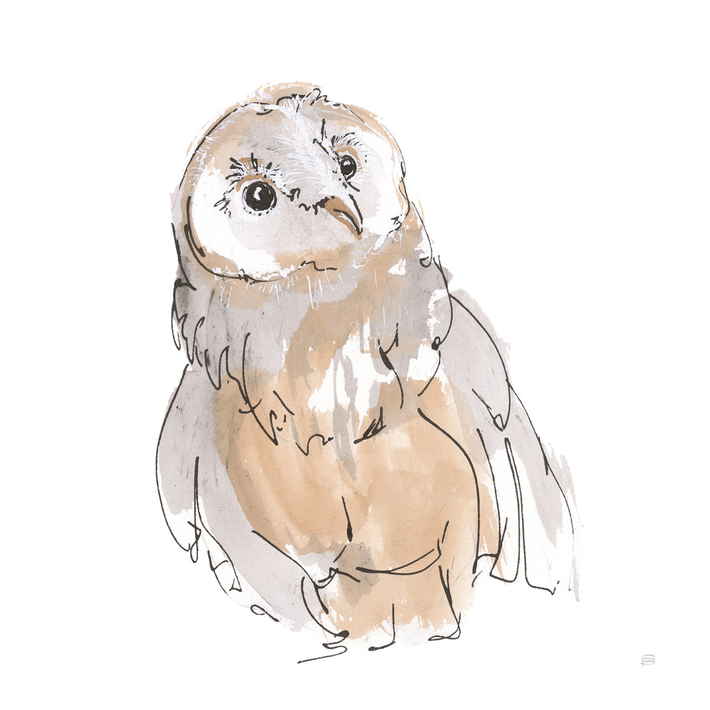 Barn Owl V