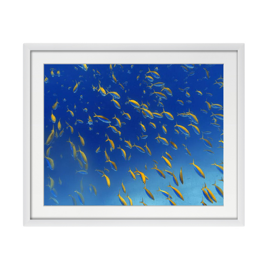 FiSh FrEnZy