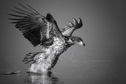 White-tailed Eagle catches the fish