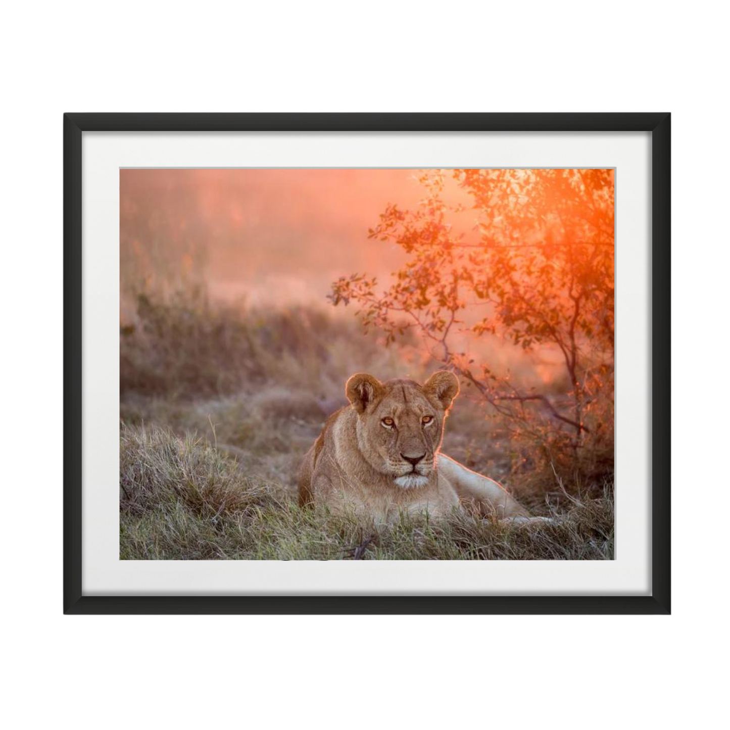 Sunset Lioness