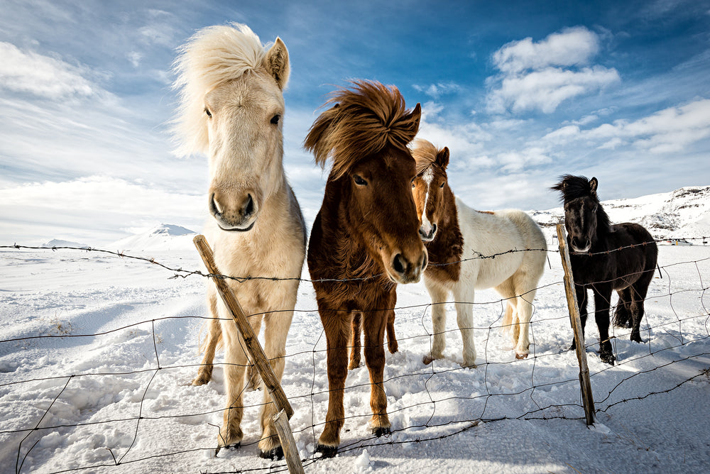 Icelandic Hair Style