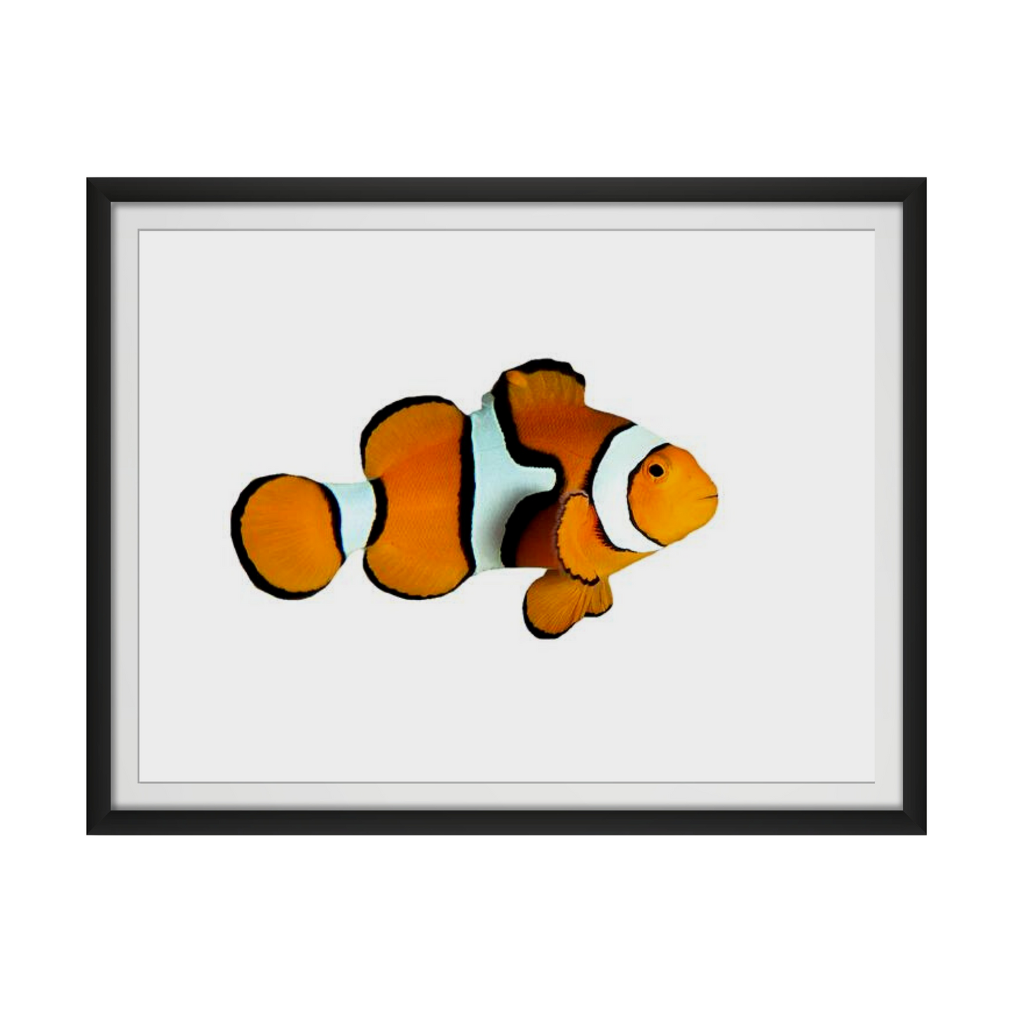 Clown fish