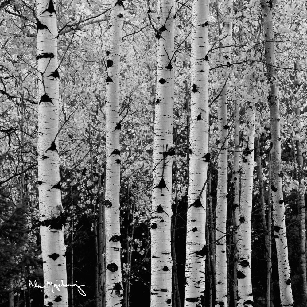 Aspens in Autumn II BW Sq