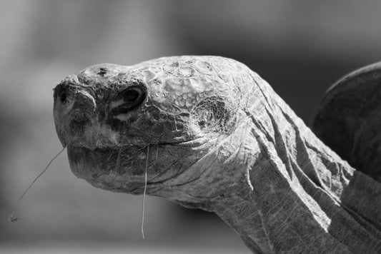 Profile of a Tortoise