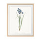 Delicate Iris VII