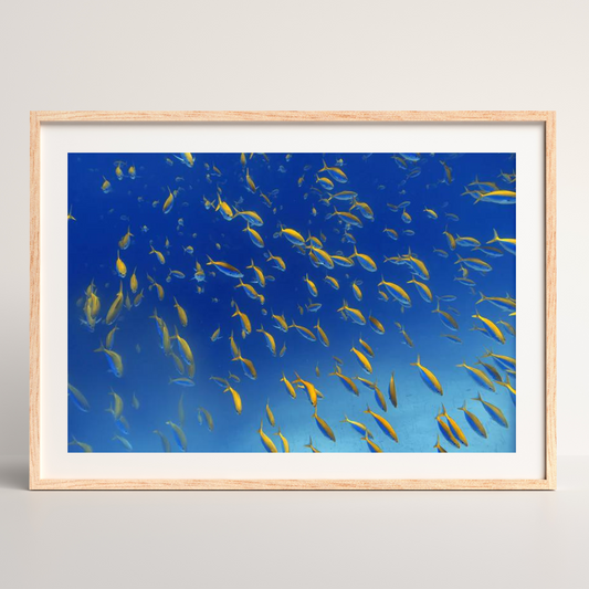 Fish Frenzy