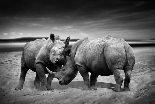 Two rhinoceros fighting