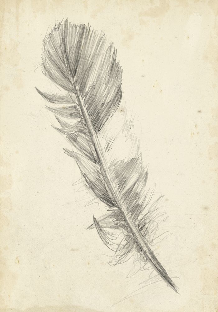 Feather Sketch I