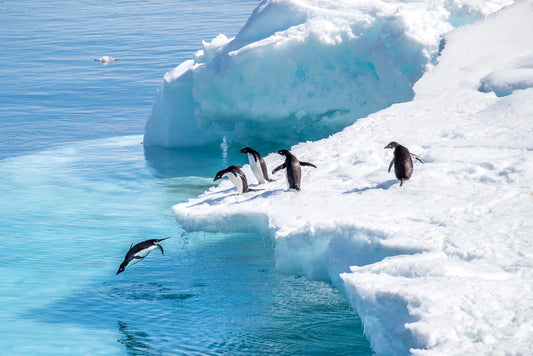 Penguins in action