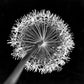 Allium flower, close-up (B&W)