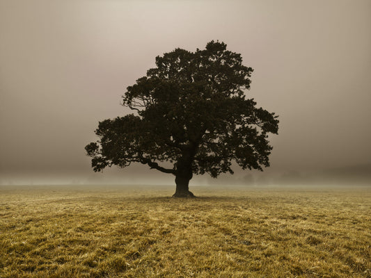 Single Tree in mist and fog