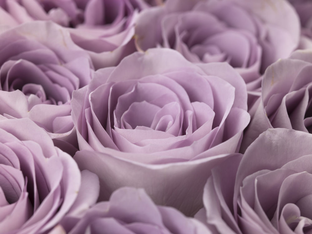 Roses full frame