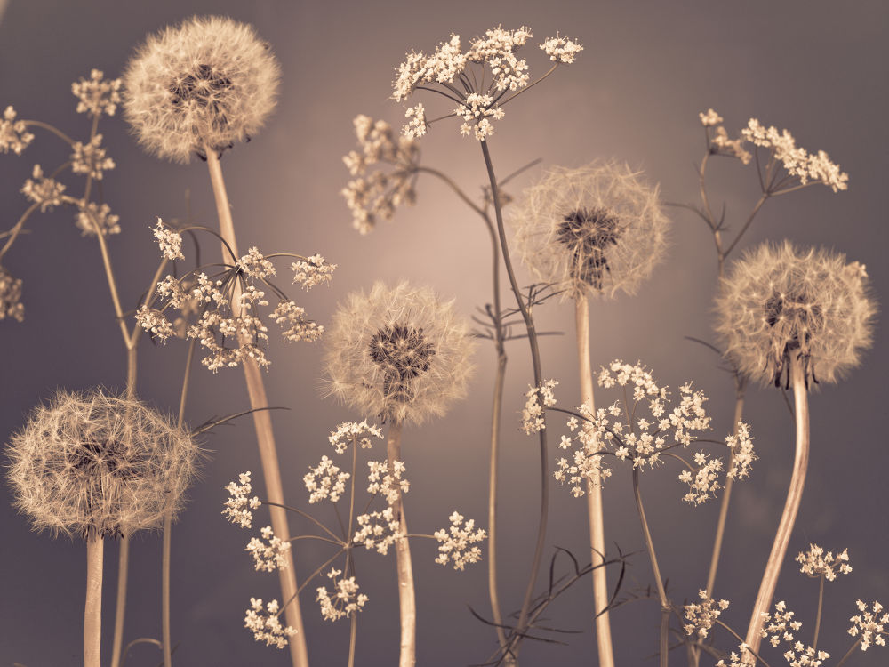 Meadow flowers