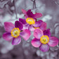 Close-up of Anemone flowers