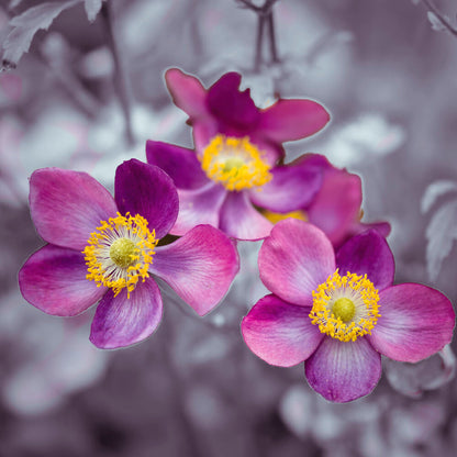 Close-up of Anemone flowers