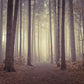 Misty trees