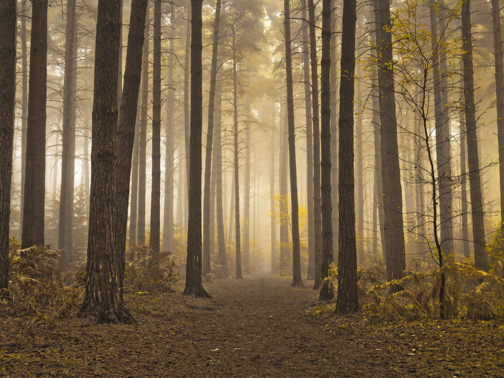 Misty trees