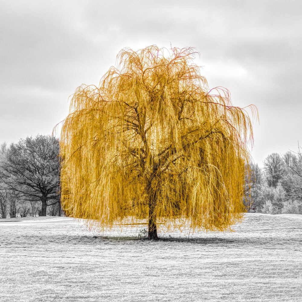 The Gold tree