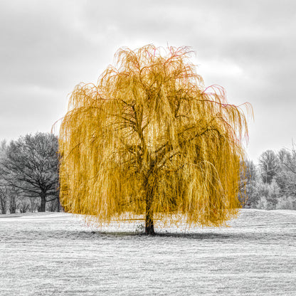The Gold tree