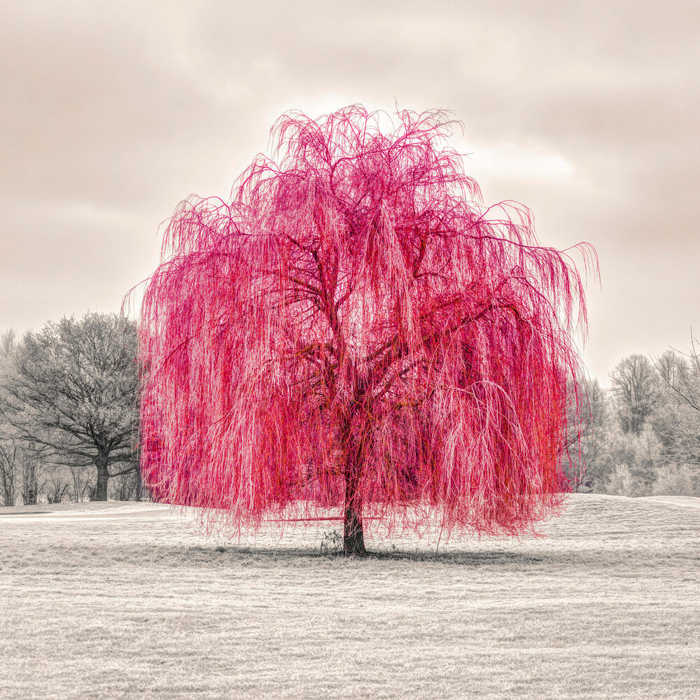 Red Tree, Cream Background