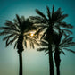 Silhouette of Palm trees, Negev desert, Israel