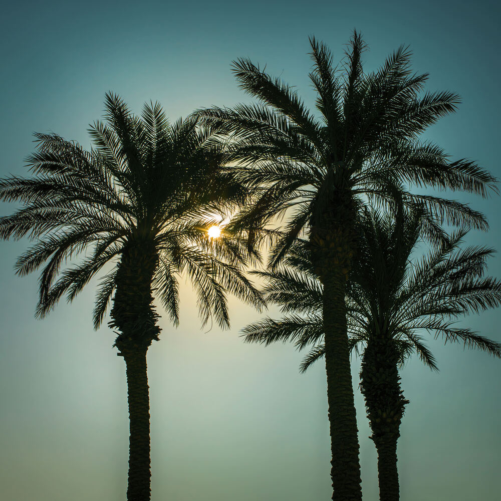 Silhouette of Palm trees, Negev desert, Israel
