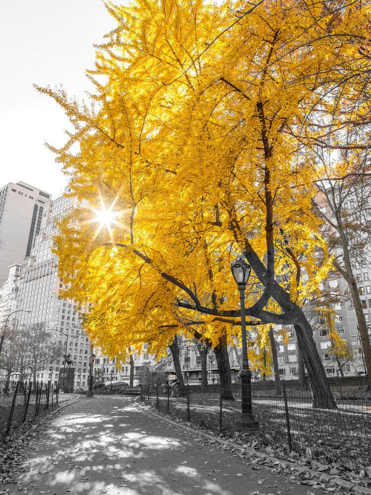Pathway through Central park, New York City
