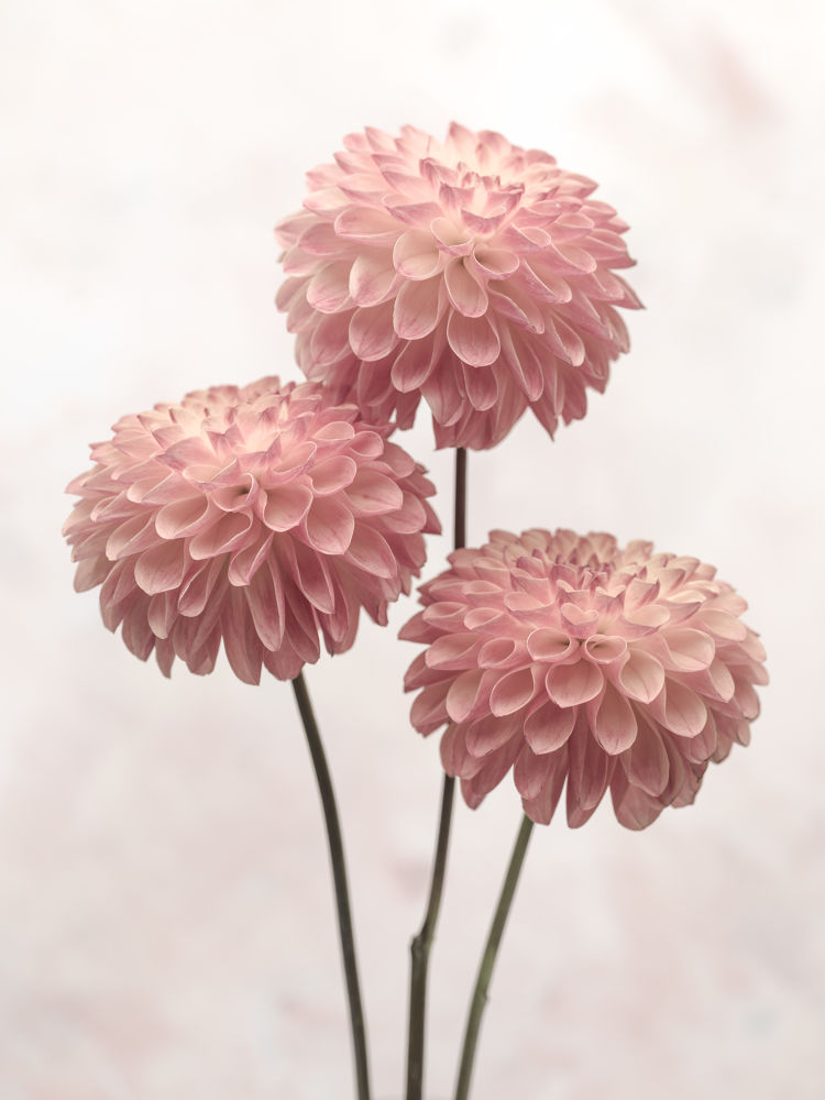 Three Dahlia flowers on white background