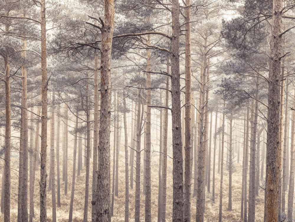 Misty forest with tall trees and foliage