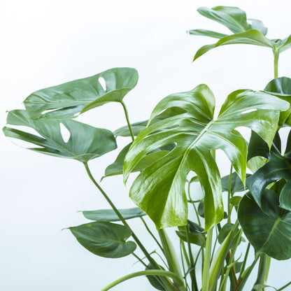 Close-up of a plant on white background